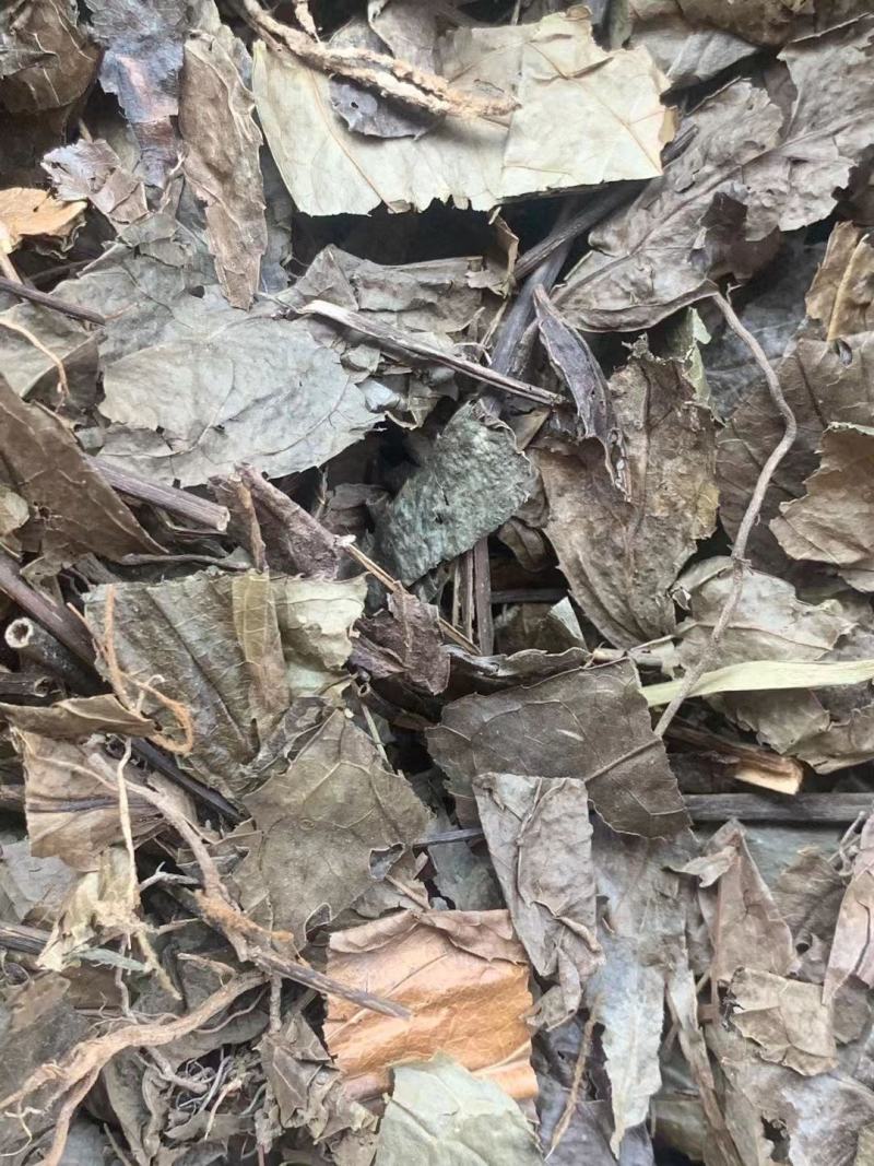 腹水草【包邮】三斤起发货可批量可零售量大从优