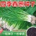四季小葱种子苗小香葱种籽阳台盆栽葱苗蔬菜孑种子