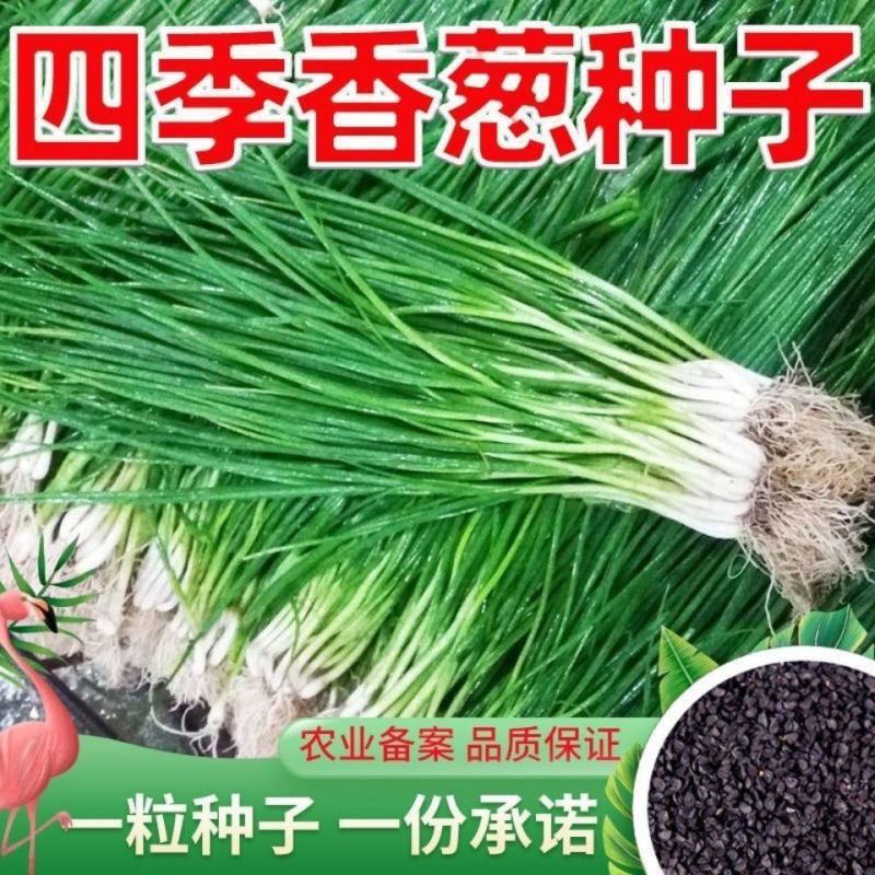 四季小葱种子苗小香葱种籽阳台盆栽葱苗蔬菜孑种子