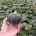 【推荐热销产品】沙漠贝贝南瓜，口感粉糯香甜种植在沙漠边上