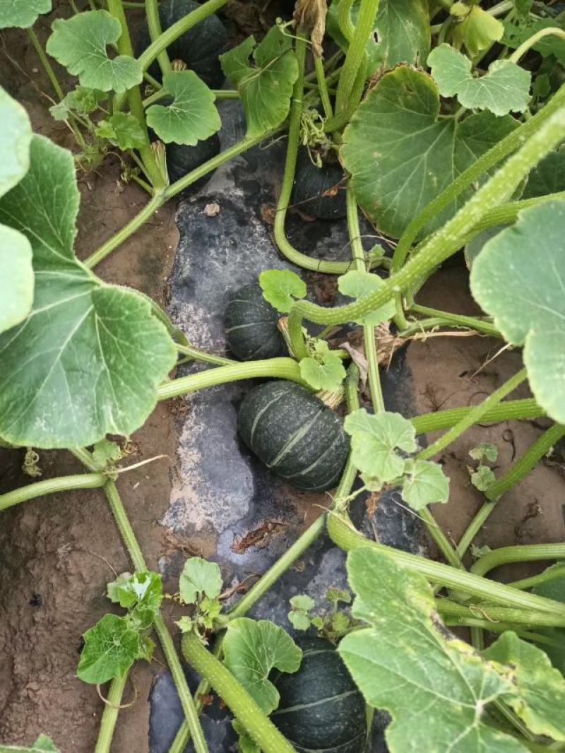 【推荐热销产品】沙漠贝贝南瓜，口感粉糯香甜种植在沙漠边上