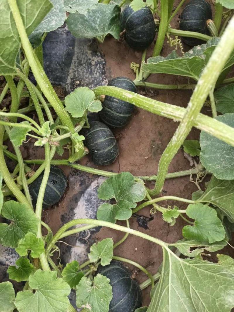 【推荐热销产品】沙漠贝贝南瓜，口感粉糯香甜种植在沙漠边上