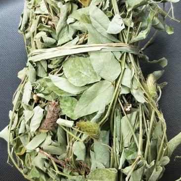 野生，狐尾草，羊咩香