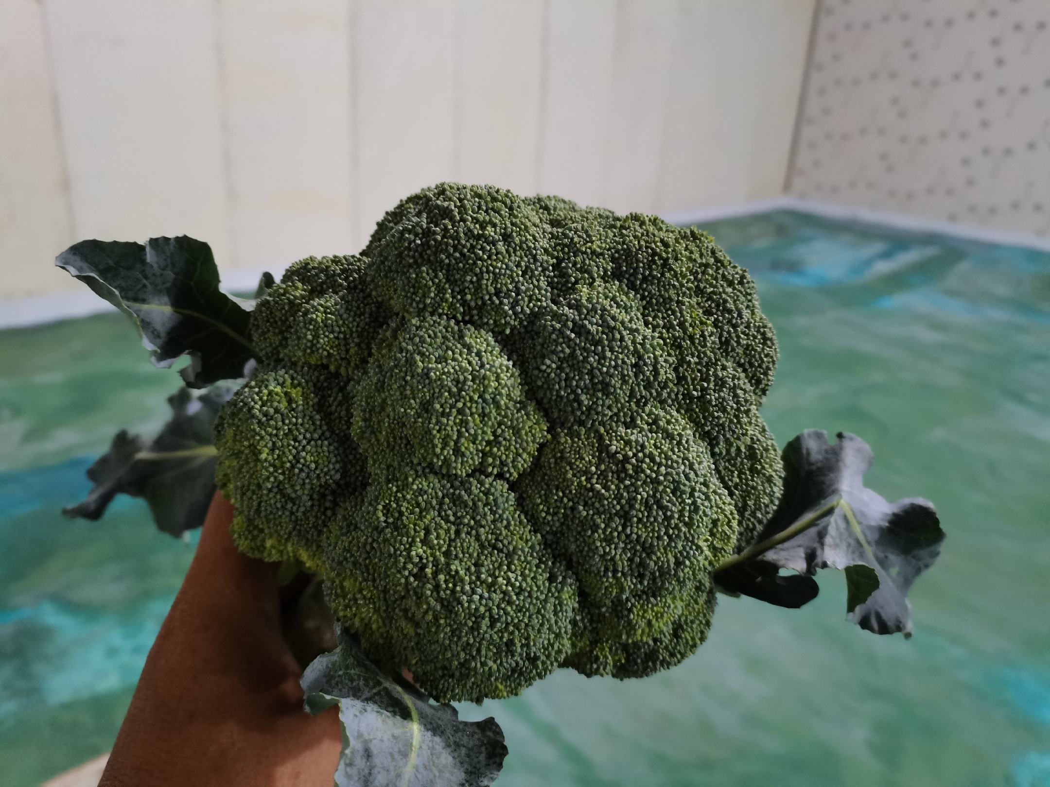 西兰花特写照片