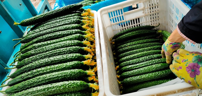 刺梨榨汁过程图