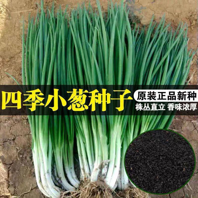 四季小葱种子苗小香葱种籽阳台盆栽葱苗蔬菜孑种子