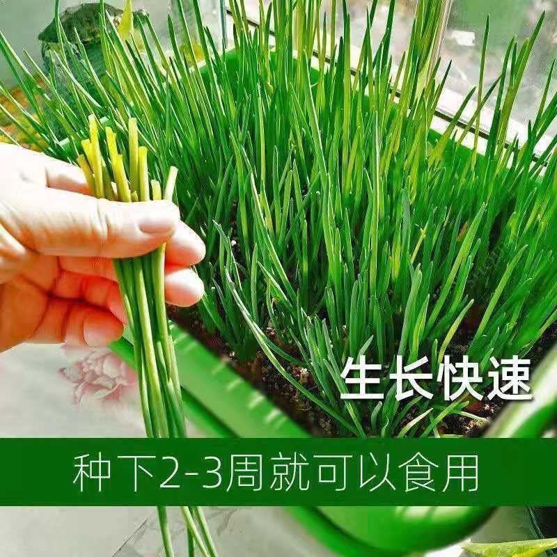 四季小葱种子苗小香葱种籽阳台盆栽葱苗蔬菜孑种子
