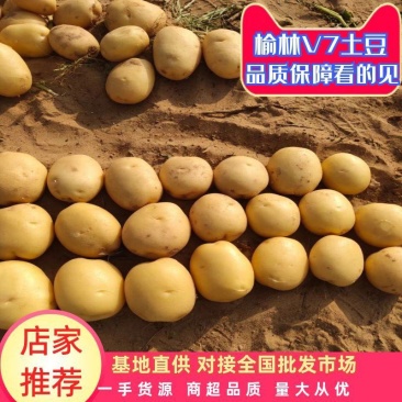 陕西土豆希森土豆V7黄心黄皮沙地土豆规格齐全品种多