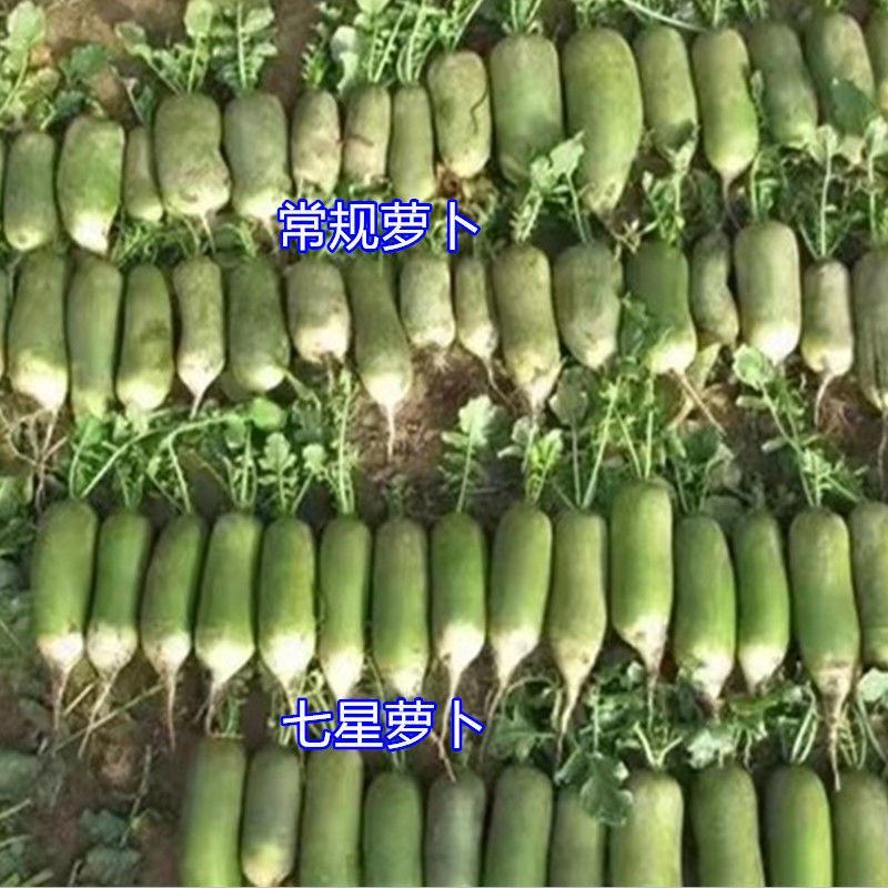 七星水果型青萝卜种子长势整齐株型直立高产萝卜种籽