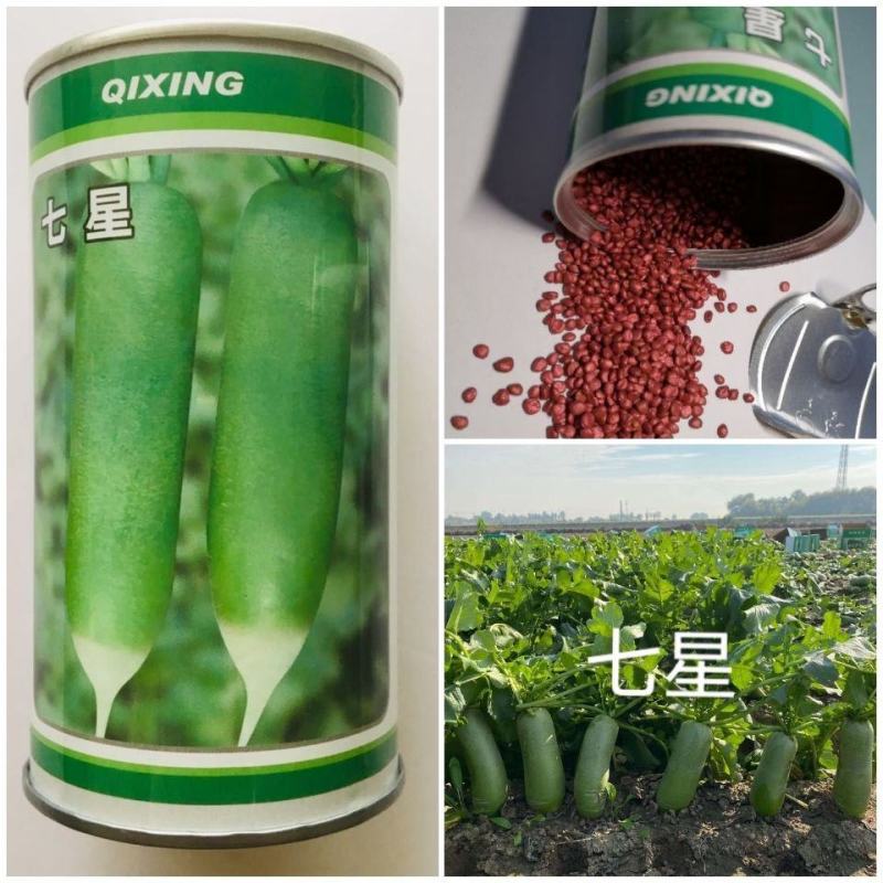 七星水果型青萝卜种子长势整齐株型直立高产萝卜种籽