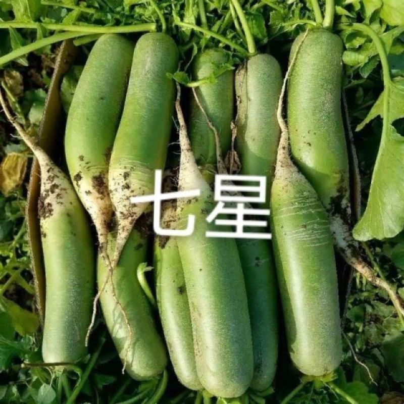 七星水果型青萝卜种子长势整齐株型直立高产萝卜种籽