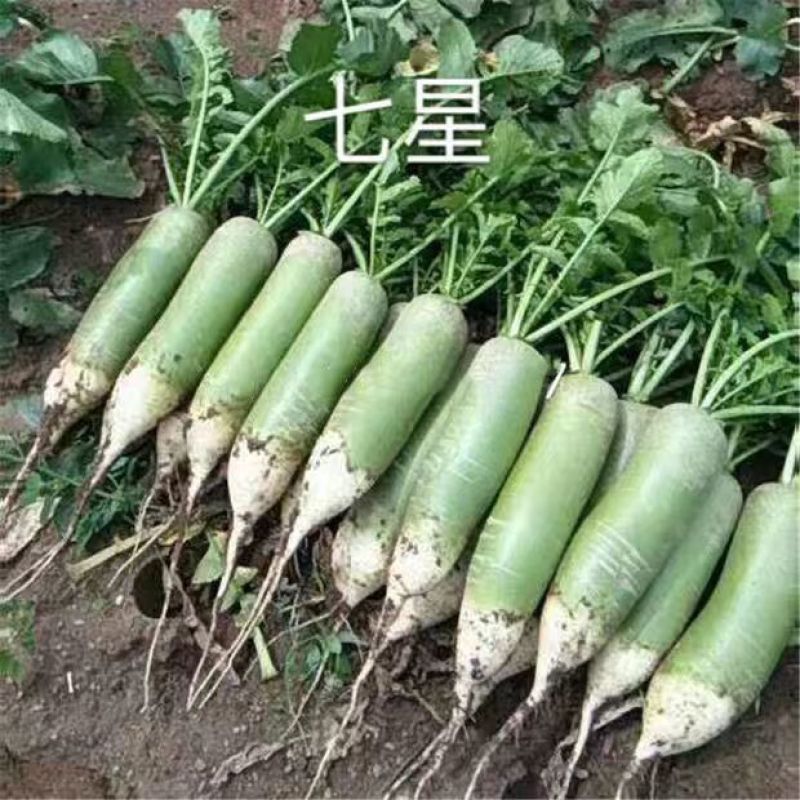 七星水果型青萝卜种子长势整齐株型直立高产萝卜种籽