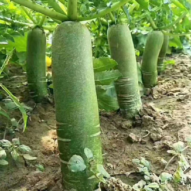天津科润北斗水果萝卜种籽生食甜脆绿皮绿瓤高产七星萝卜种子