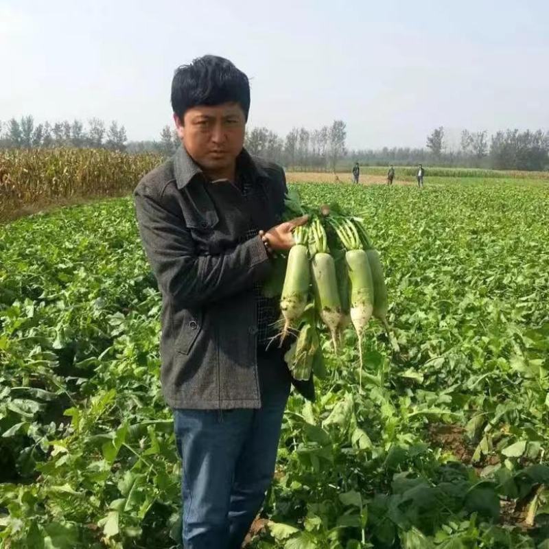 天津科润北斗水果萝卜种籽生食甜脆绿皮绿瓤高产七星萝卜种子