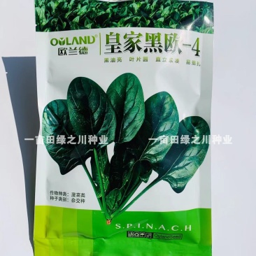 **黑欧-4菠菜种子韧性好耐捆扎一代杂交，叶色深绿基地用