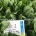 **黑欧-4菠菜种子韧性好耐捆扎一代杂交，叶色深绿基地用