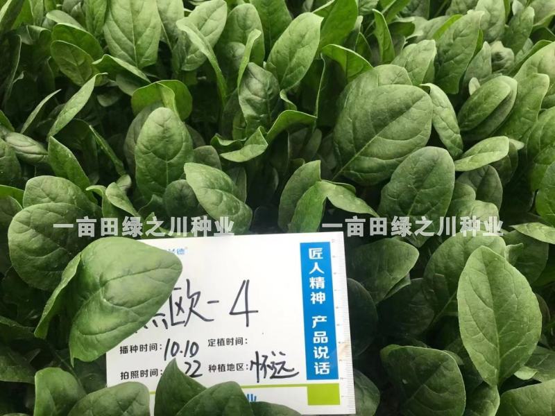**黑欧-4菠菜种子韧性好耐捆扎一代杂交，叶色深绿基地用