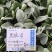 **黑欧-4菠菜种子韧性好耐捆扎一代杂交，叶色深绿基地用