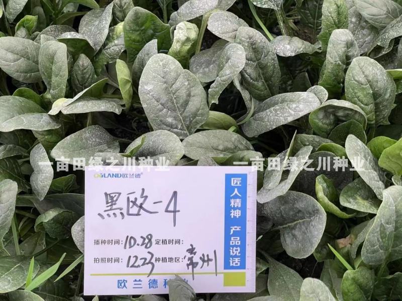 **黑欧-4菠菜种子韧性好耐捆扎一代杂交，叶色深绿基地用
