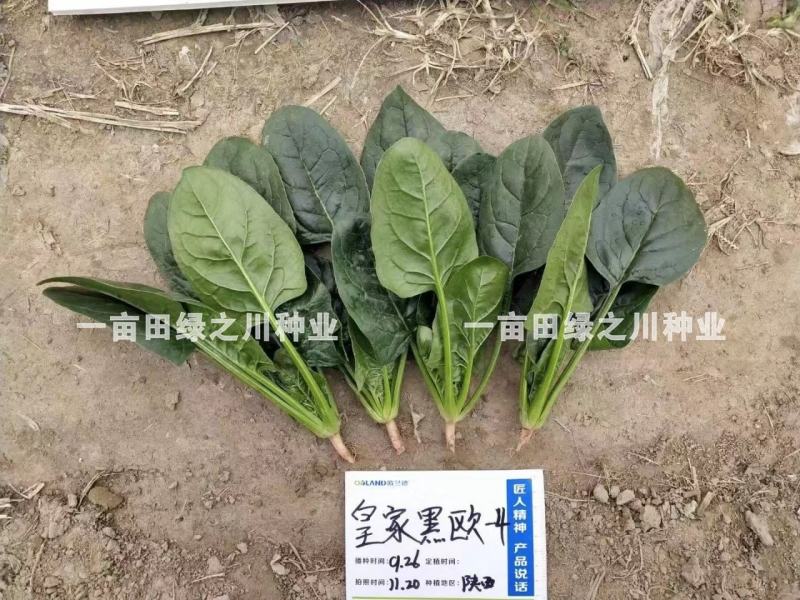 **黑欧-4菠菜种子韧性好耐捆扎一代杂交，叶色深绿基地用
