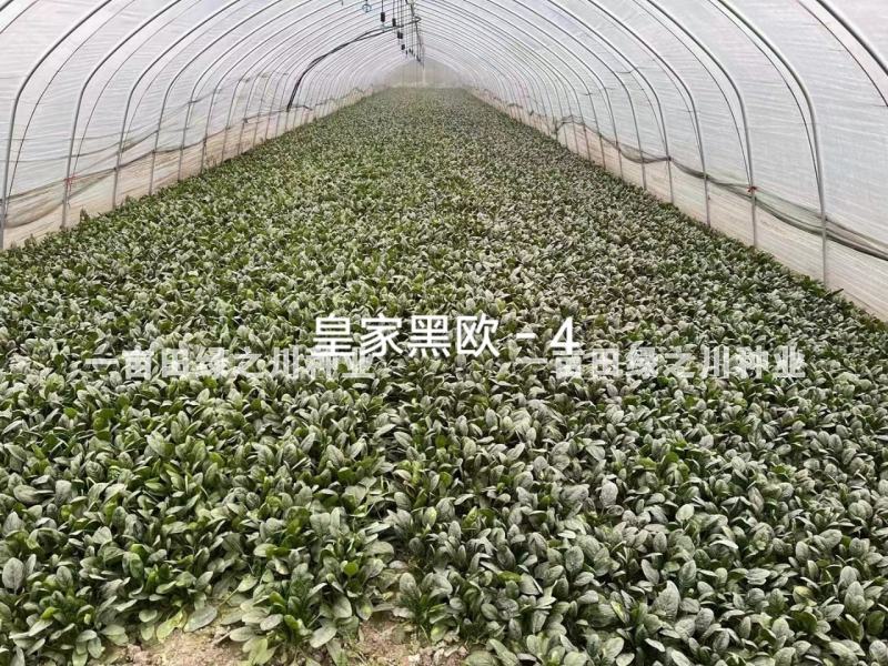 **黑欧-4菠菜种子韧性好耐捆扎一代杂交，叶色深绿基地用