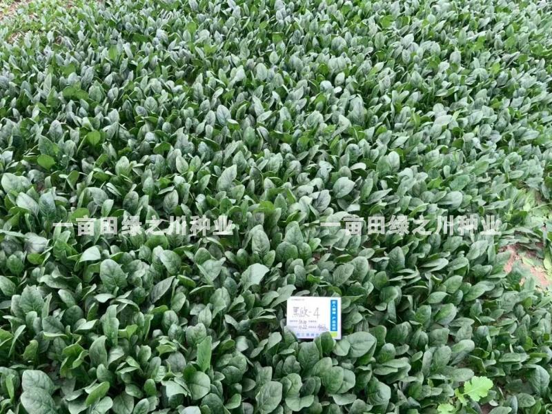 **黑欧-4菠菜种子韧性好耐捆扎一代杂交，叶色深绿基地用