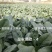 **黑欧-4菠菜种子韧性好耐捆扎一代杂交，叶色深绿基地用