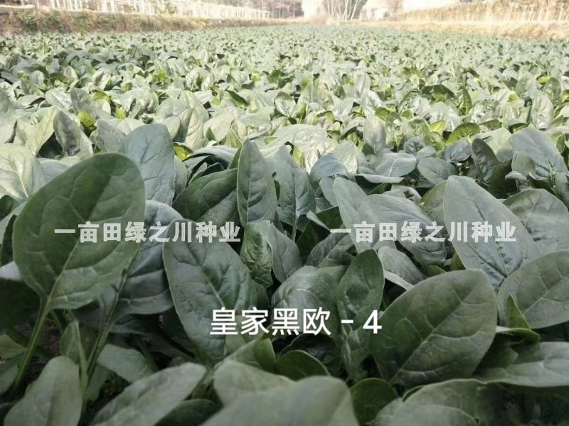 **黑欧-4菠菜种子韧性好耐捆扎一代杂交，叶色深绿基地用