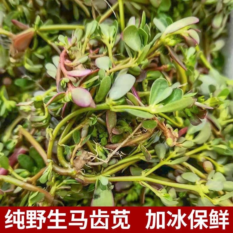 精选推荐干马齿笕各种规格零售批发中药材，欢迎采购