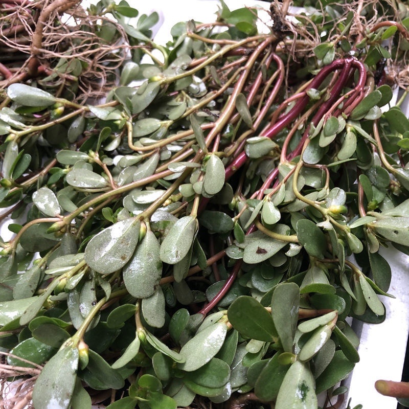 精选推荐干马齿笕各种规格零售批发中药材，欢迎采购