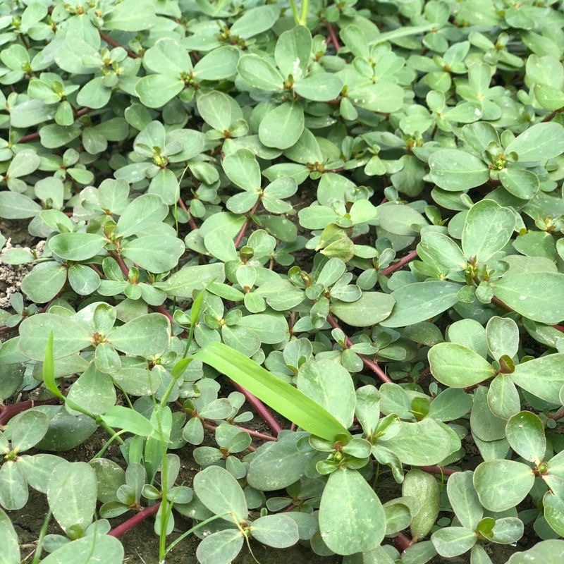 精选推荐干马齿笕各种规格零售批发中药材，欢迎采购