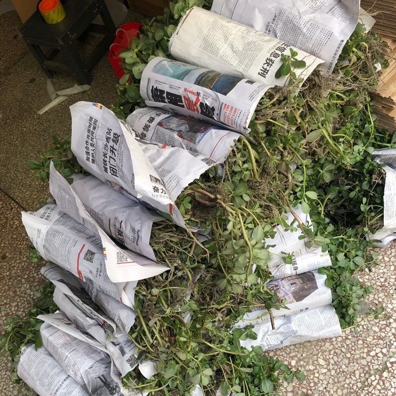 精选推荐干马齿笕各种规格零售批发中药材，欢迎采购