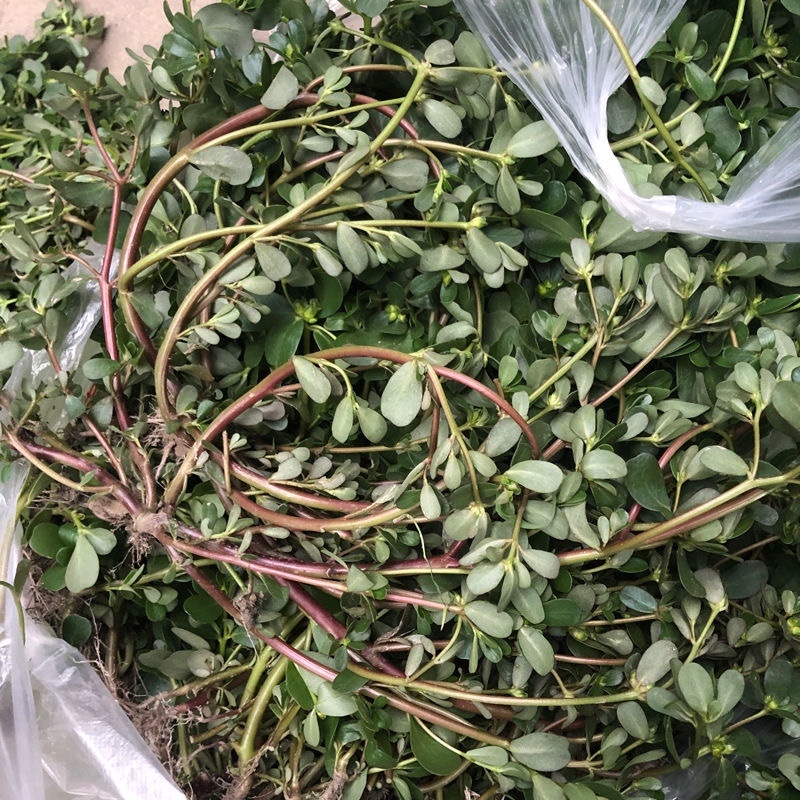 精选推荐干马齿笕各种规格零售批发中药材，欢迎采购