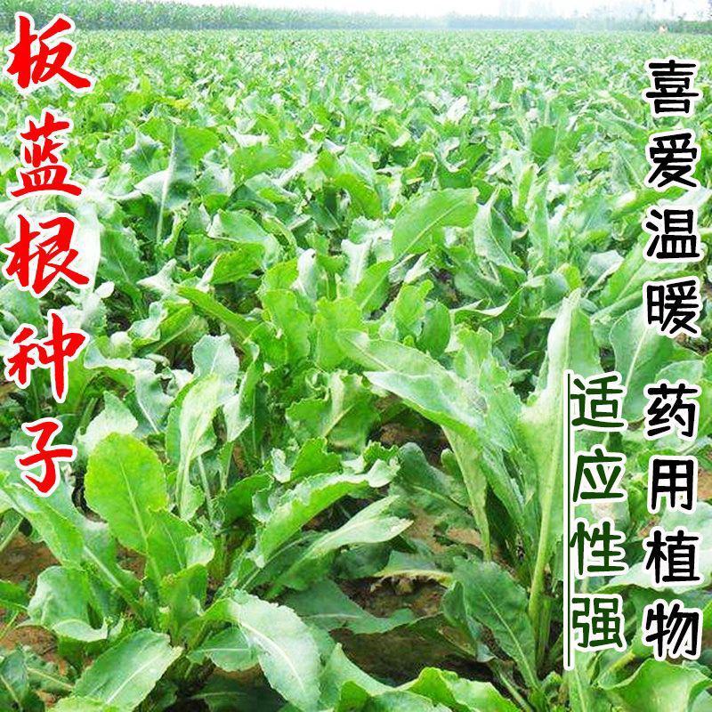 韩育菜板蓝根种子特菜板蓝根种籽阳台耐热寒四季特色蔬菜种子