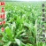 韩育菜板蓝根种子特菜板蓝根种籽阳台耐热寒四季特色蔬菜种子
