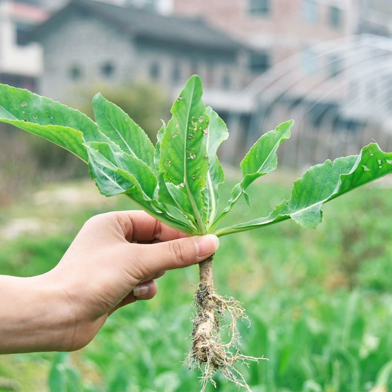 韩育菜板蓝根种子特菜板蓝根种籽阳台耐热寒四季特色蔬菜种子