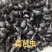 内蒙古草原喙尾琵琶甲虫臭壳子虫黑将军