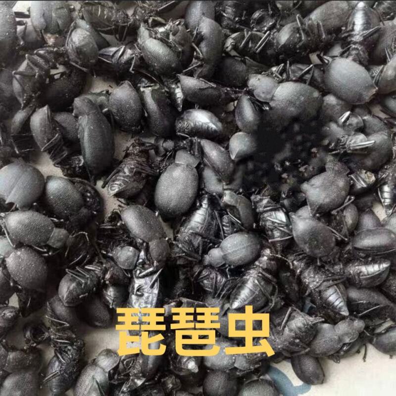 内蒙古草原喙尾琵琶甲虫臭壳子虫黑将军