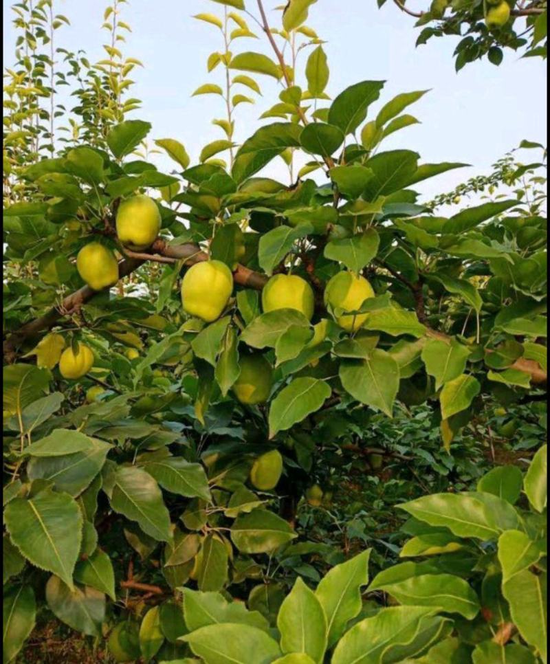 酥梨