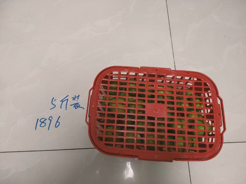 威海青皮无花果市场果4块上车，地头收货，可以发全8分熟