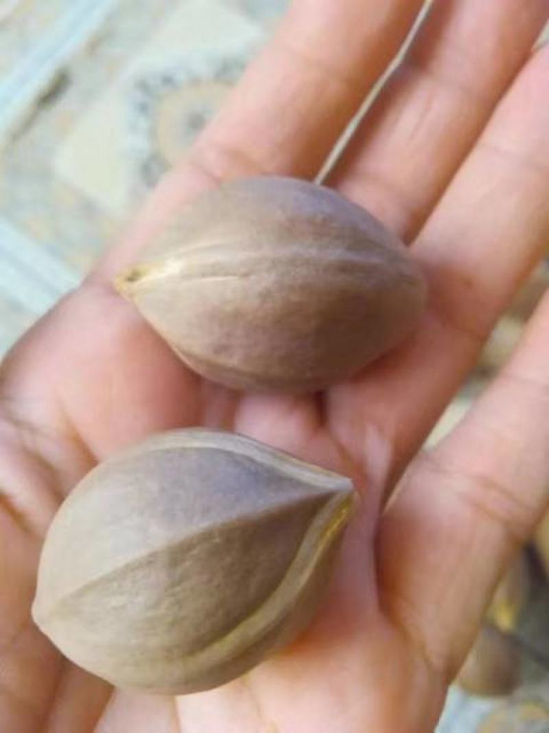 油榄苗黑橄榄苗乌榄苗大核工艺榄苗另有芽条出售