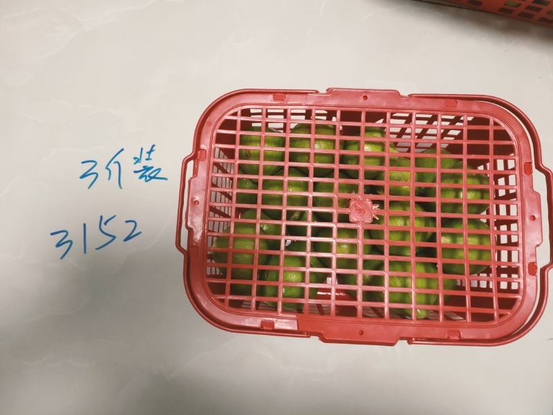 威海青皮无花果市场果4块上车，地头收货，可以发全8分熟