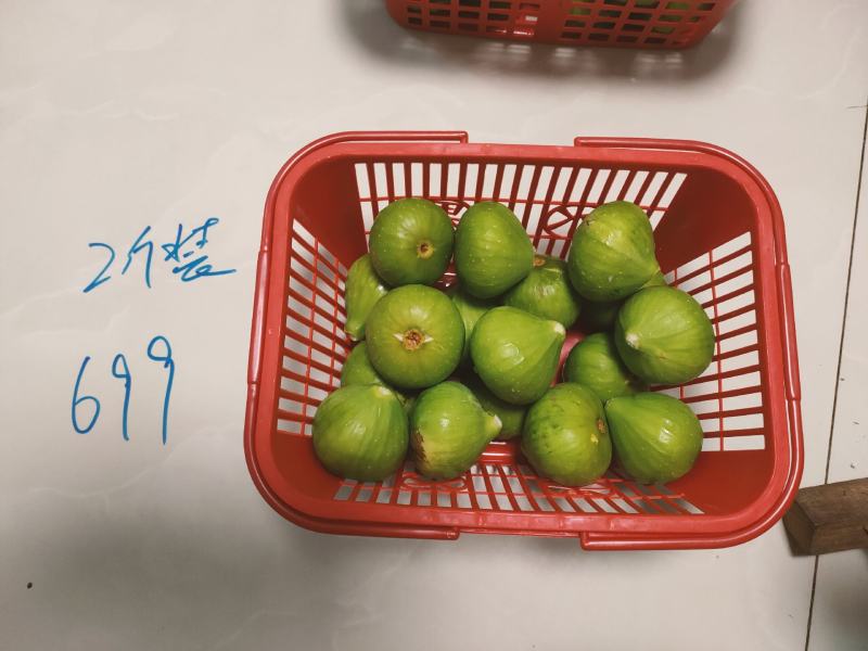 威海青皮无花果市场果4块上车，地头收货，可以发全8分熟