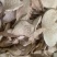 野生无硫磺，白蔹，老鼠拉冬瓜，春粉质好货