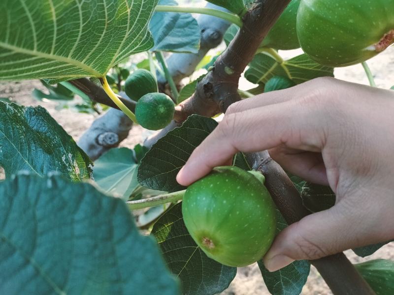 代办无花果FD冻干脆原料。无花果工厂果，3-5毛代办费