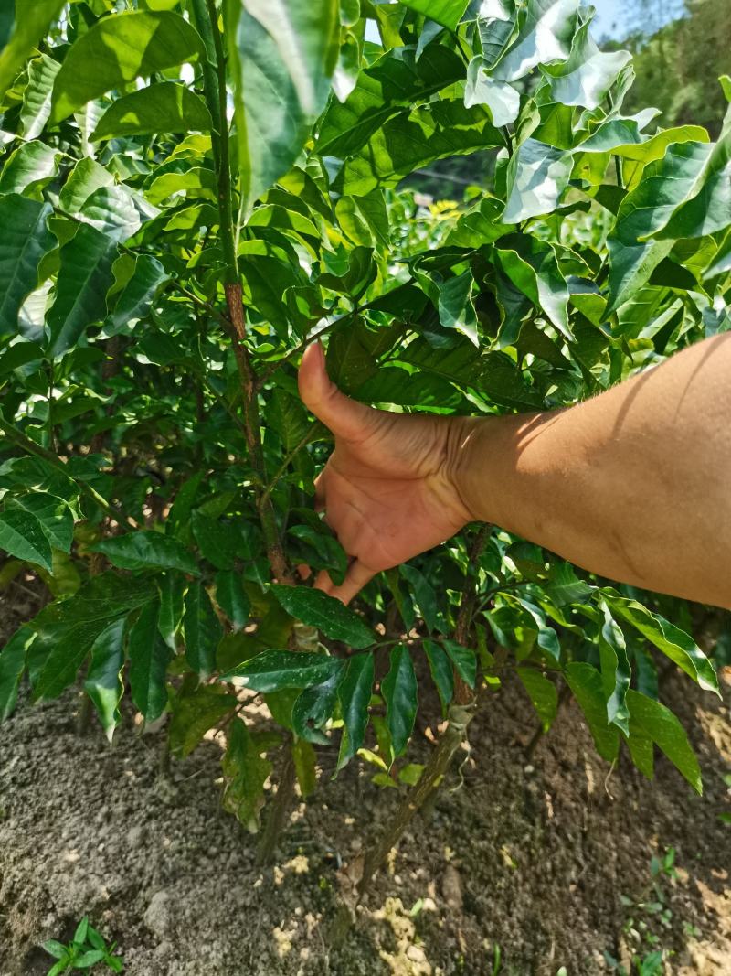 黑黄皮芽条贵妃黄皮芽条紫肉黄皮芽条鸡心黄皮芽条挂果母树剪