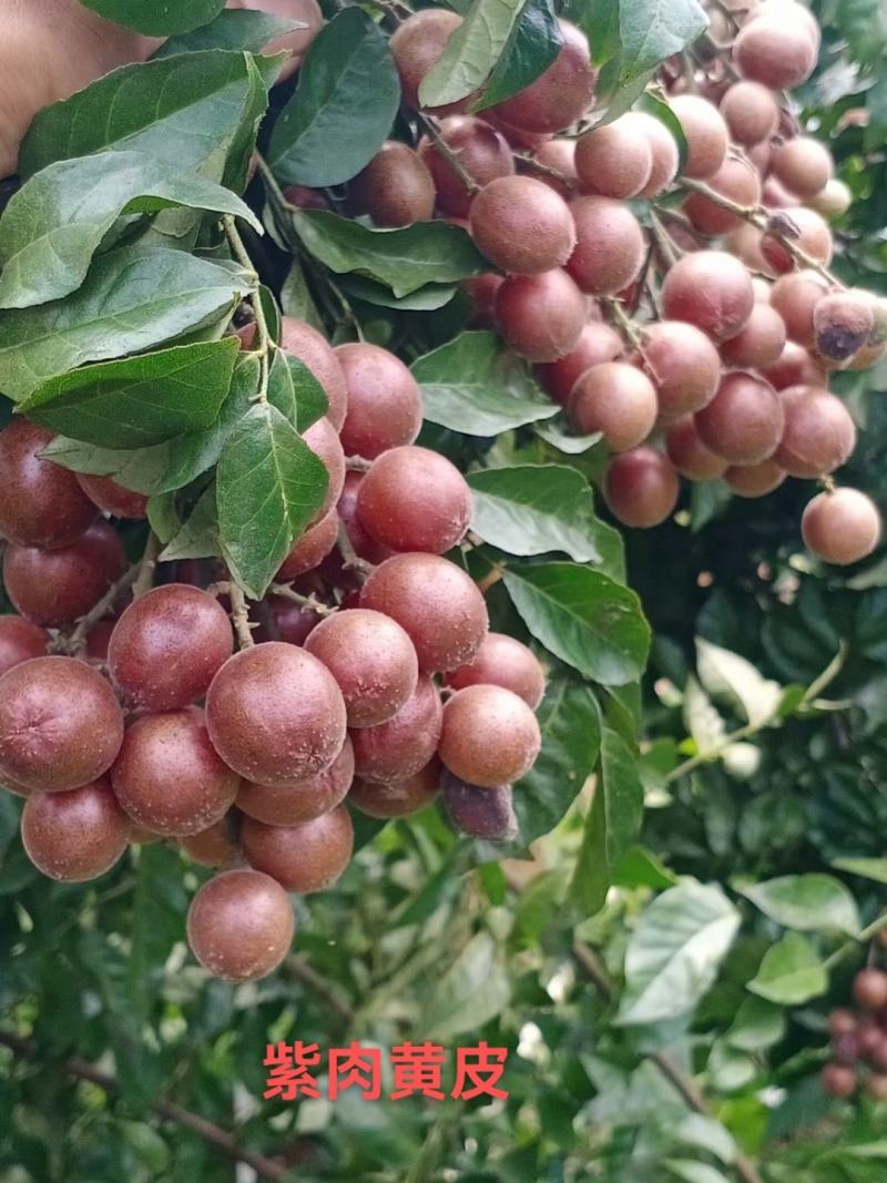 黑黄皮芽条贵妃黄皮芽条紫肉黄皮芽条鸡心黄皮芽条挂果母树剪