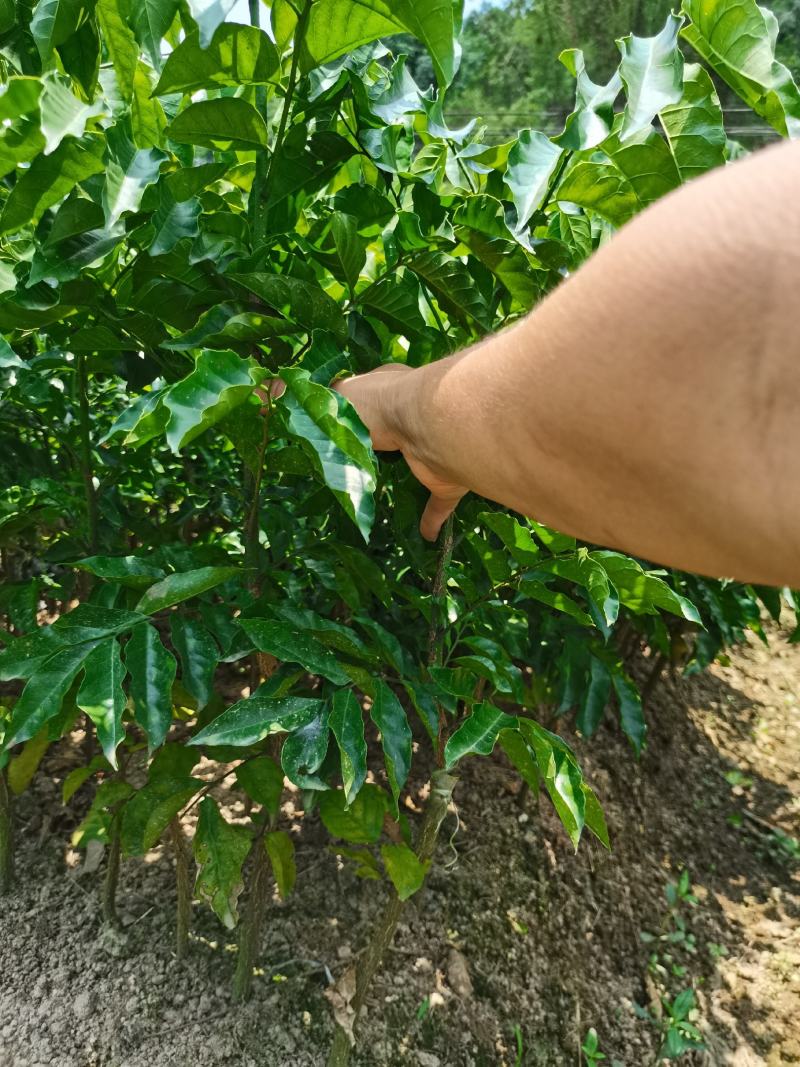 黑黄皮芽条贵妃黄皮芽条紫肉黄皮芽条鸡心黄皮芽条挂果母树剪