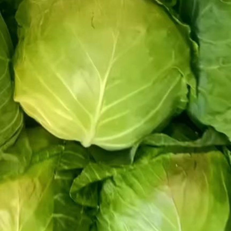 甘蓝，包菜，定西高原夏菜甘蓝量大货优，品质保证