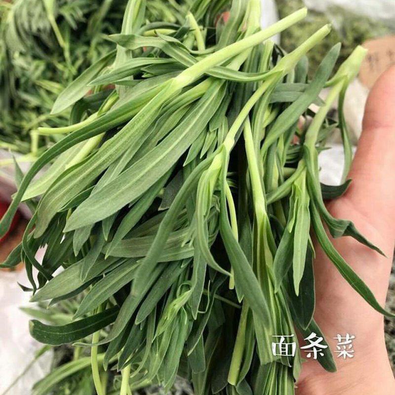 野生面条菜种子种籽孑特色野菜蔬菜春秋露地四季菜园栽培